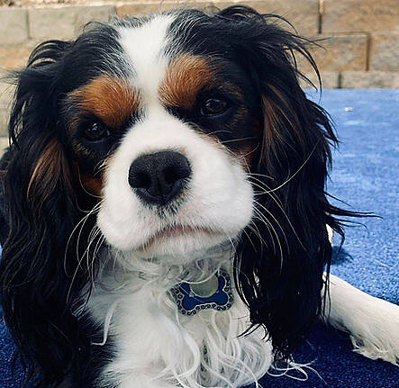 Sir Atticus Kingsley, a tricolor Cavalier King Charles Spaniel foundation sire