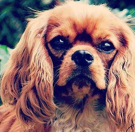 Enry Jewel Perle du Sahel, a ruby Cavalier King Charles Spaniel sire imported from the Czech Republic