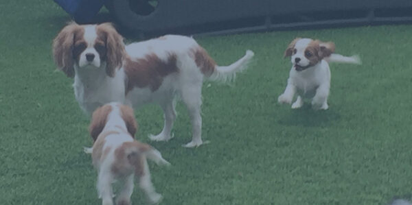Cavaliers running and playing together on the grass, softly blurred