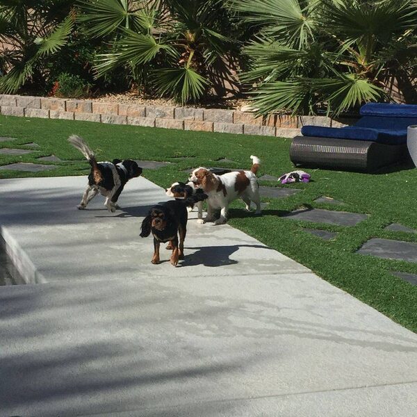 Three Cavaliers running together on a patio