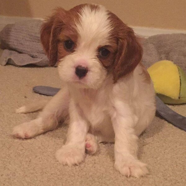 A cream-coated Cavalier puppy sitting on the carpet