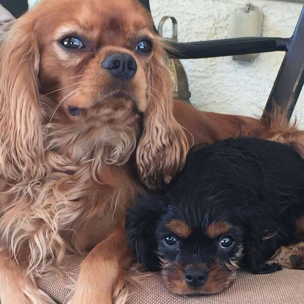 A ruby Cavalier and a black and tan Cavalier resting close together