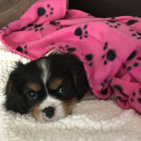 A tricolor Cavalier puppy wrapped in a pink paw-print blanket