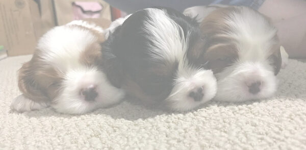 Two Cavalier puppies sleeping curled up together, softly blurred