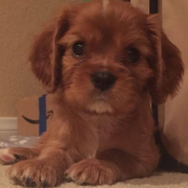 A ruby Cavalier puppy's close-up portrait