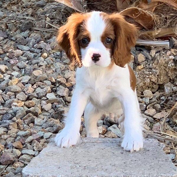 A Blenheim Cavalier puppy standing on a rock path