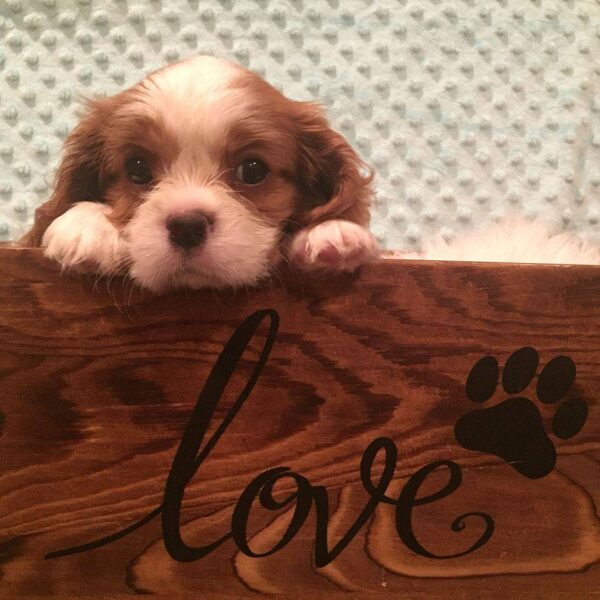 A Cavalier puppy peeking over a wooden sign carved with the word love