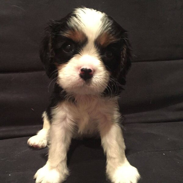 A tricolor Cavalier puppy standing on a couch
