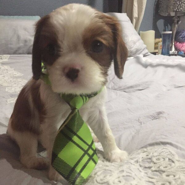A Cavalier puppy wearing a green plaid bandana