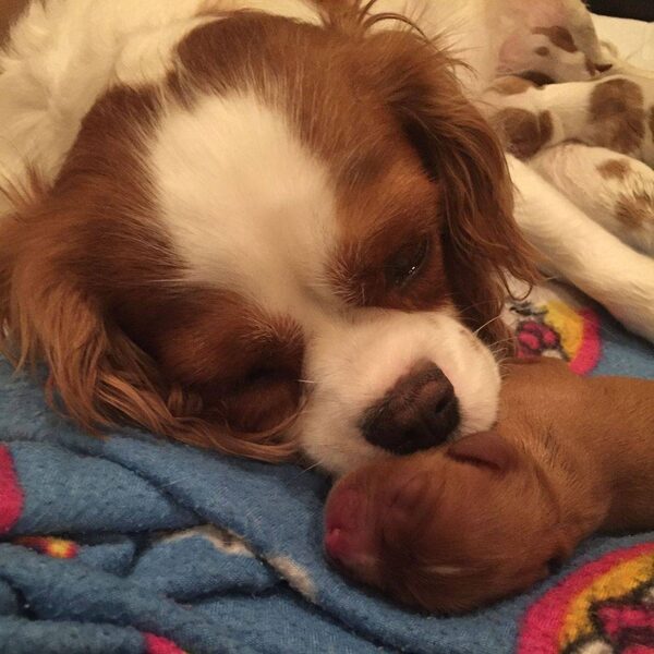A ruby Cavalier puppy sleeping on a blue blanket