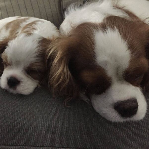 Two Blenheim Cavalier puppies curled up together