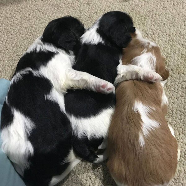Three Cavalier puppies piled together, tricolor and Blenheim