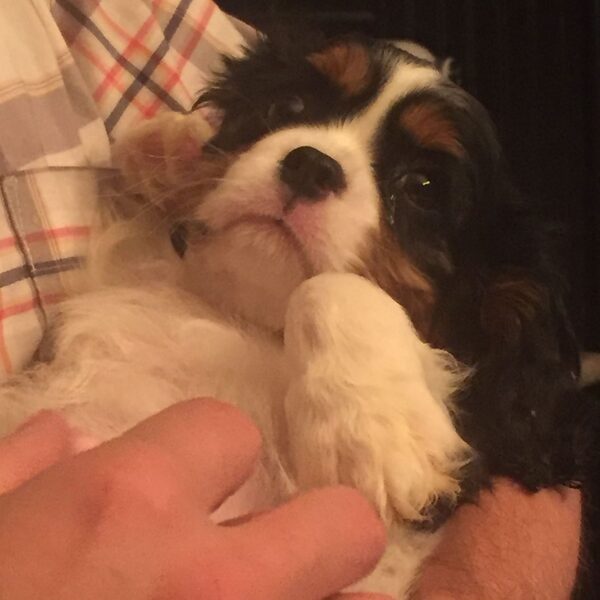 A Cavalier puppy held gently in someone's hands, wrapped in a plaid blanket