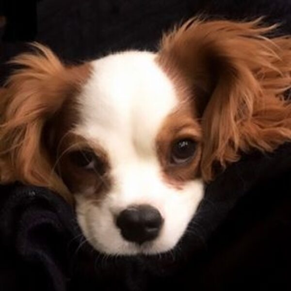 A close-up portrait of a Blenheim Cavalier puppy
