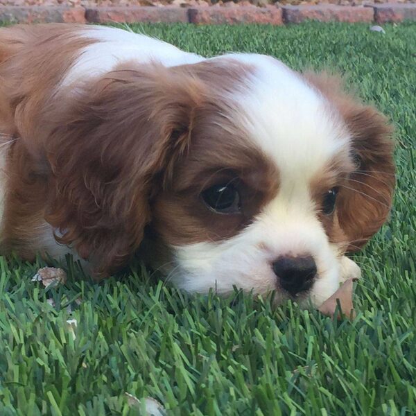 A Blenheim Cavalier puppy lying in the grass