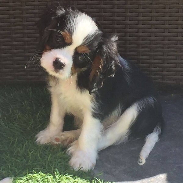 A tricolor Cavalier puppy standing on a patio
