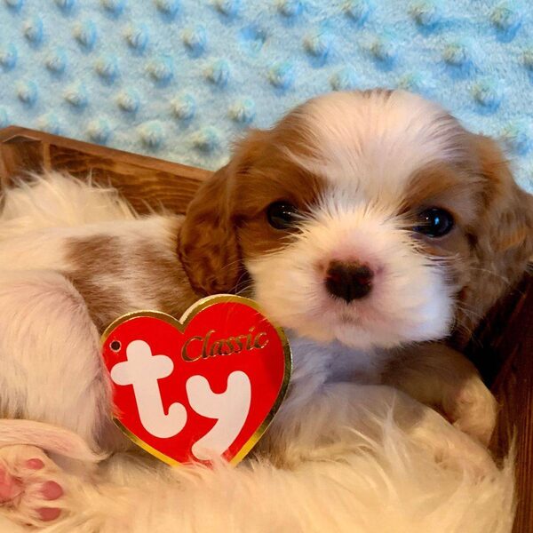 A Cavalier puppy with a small heart-shaped toy on a fur blanket