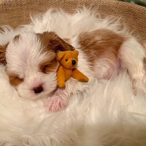 A Cavalier puppy hugging a small teddy bear