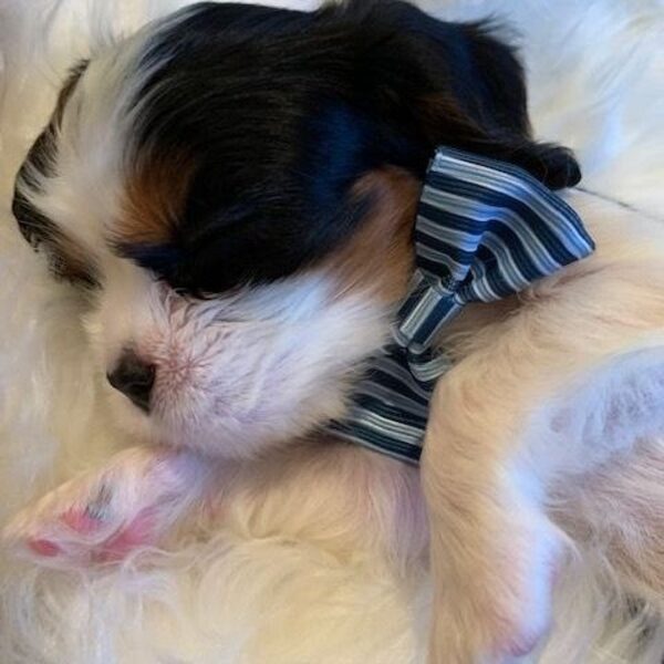 A Cavalier puppy wearing a striped bow, resting on a fur blanket