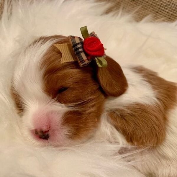 A Cavalier puppy wearing a small rose hair clip, sleeping