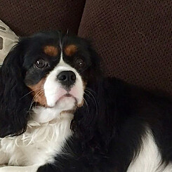A Hazy Little Thing, called Hazel, a tricolor Cavalier King Charles Spaniel, retired dam