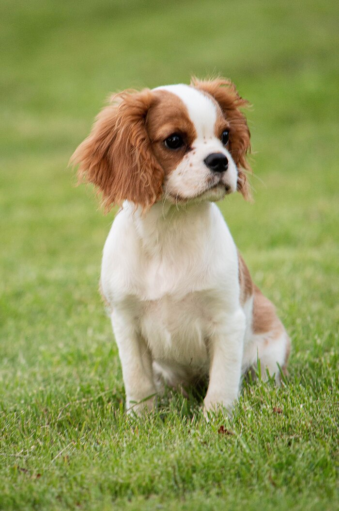 A tricolor Cavalier King Charles Spaniel puppy sitting attentively in the grass