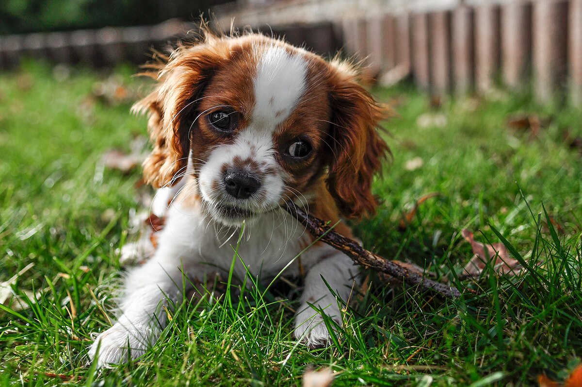 A Blenheim Cavalier King Charles Spaniel puppy playing with a stick in the grass