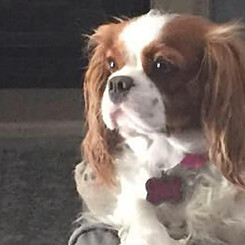 Lady Paisley Grace, a Blenheim Cavalier King Charles Spaniel, retired dam