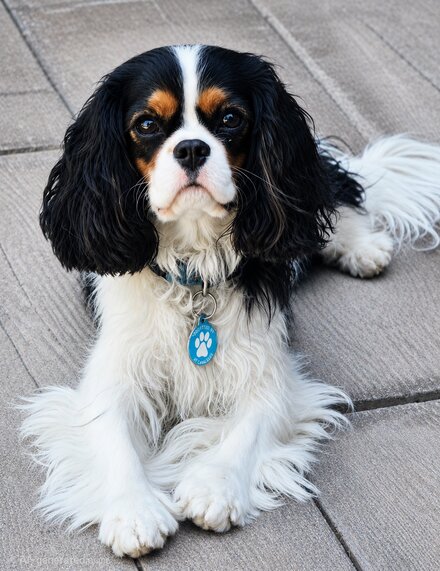 Tommy, a tricolor Cavalier King Charles Spaniel, sitting attentively outdoors